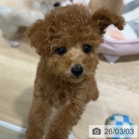 トイ・プードルの写真