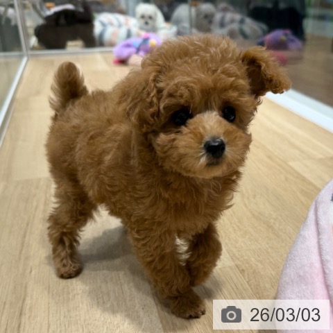 トイ・プードルの写真