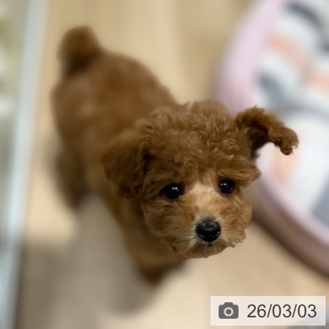 トイ・プードルの写真