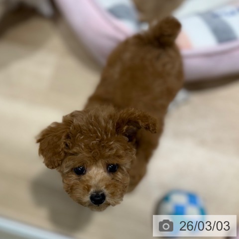 トイ・プードルの写真