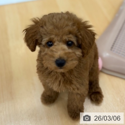 トイ・プードルの写真