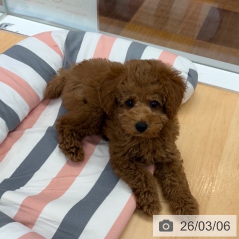 トイ・プードルの写真