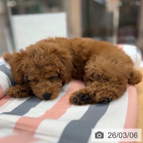 トイ・プードルの写真