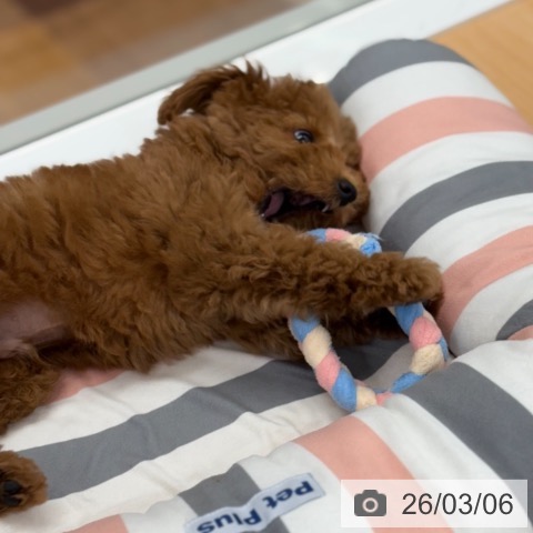 トイ・プードルの写真