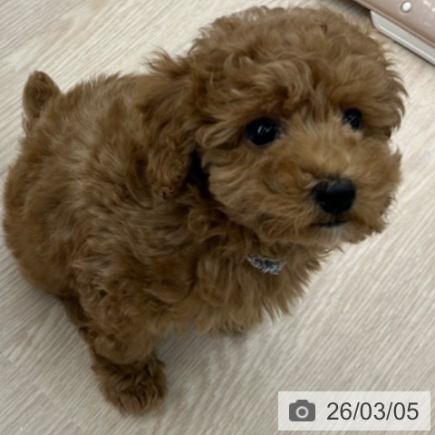 京都府のトイプードル(トイ) (ペットプラス 京都桂川店/2025年12月28日生まれ/男の子/レッドフォーン)の子犬の4枚目の画像