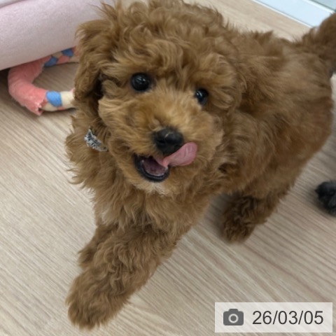 京都府のトイプードル(トイ) (ペットプラス 京都桂川店/2025年12月28日生まれ/男の子/レッドフォーン)の子犬の3枚目の画像