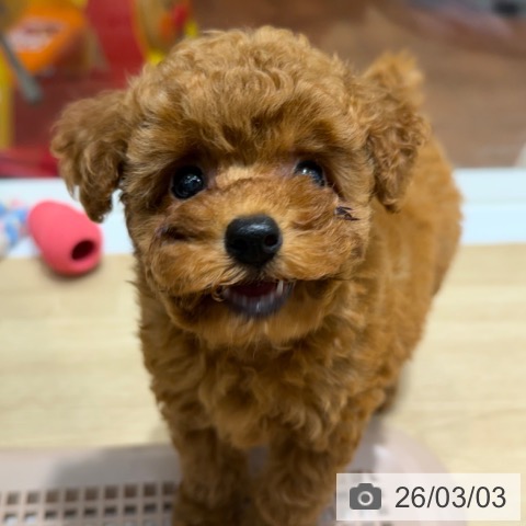 トイ・プードルの写真