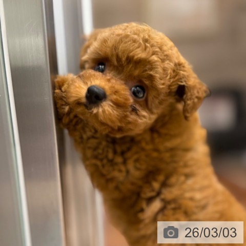 トイ・プードルの写真