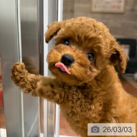 トイ・プードルの写真