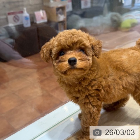 トイ・プードルの写真