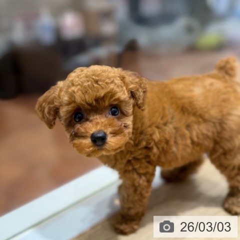 トイ・プードルの写真