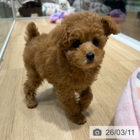 大阪府のトイプードル(トイ) (ペットプラス 四條畷店/2025年12月28日生まれ/女の子/オレンジフォーン)の子犬の4枚目の画像