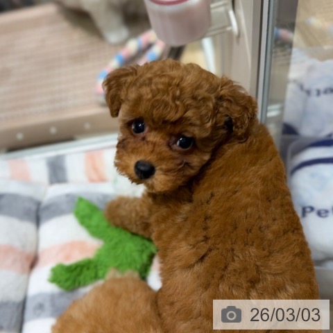 トイ・プードルの写真