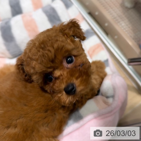 トイ・プードルの写真