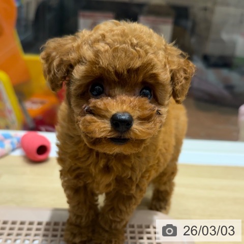 トイ・プードルの写真