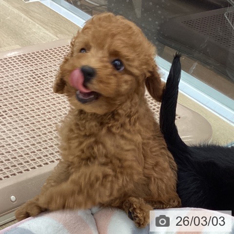 大阪府のトイプードル(トイ) (ペットプラス りんくう泉南店/2025年12月29日生まれ/男の子/レッドフォーン)の子犬の4枚目の画像