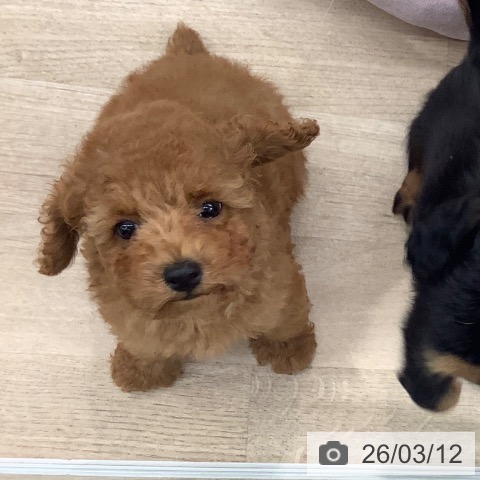 大阪府のトイプードル(トイ) (ペットプラス りんくう泉南店/2025年12月29日生まれ/男の子/レッドフォーン)の子犬の3枚目の画像