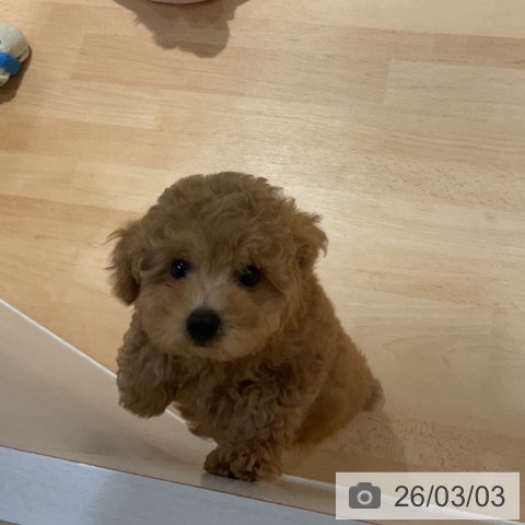 トイ・プードルの写真