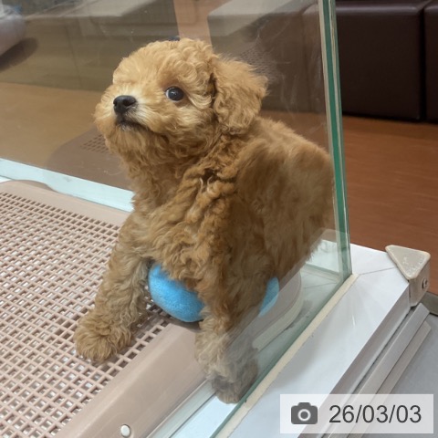 トイ・プードルの写真