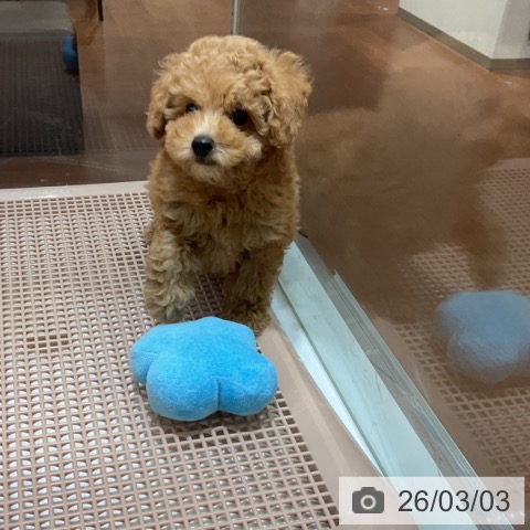 トイ・プードルの写真