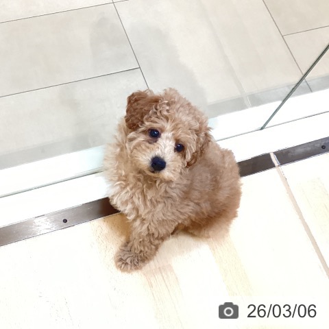 新潟県のトイプードル(トイ) (ペットプラス 新潟青山店/2025年12月27日生まれ/女の子/オレンジフォーン)の子犬の4枚目の画像