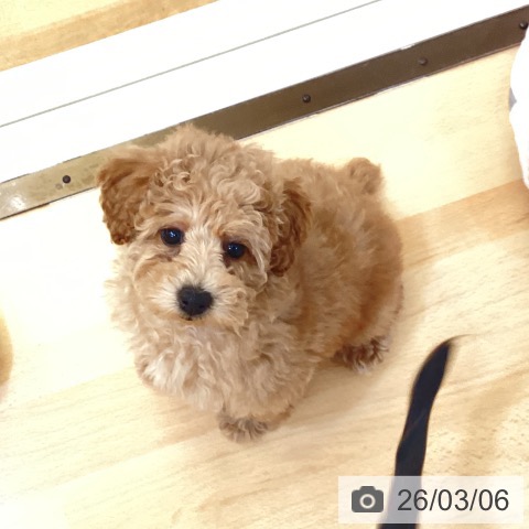 新潟県のトイプードル(トイ) (ペットプラス 新潟青山店/2025年12月27日生まれ/女の子/オレンジフォーン)の子犬の3枚目の画像