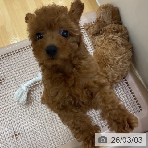 トイ・プードルの写真