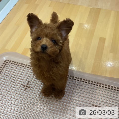 トイ・プードルの写真