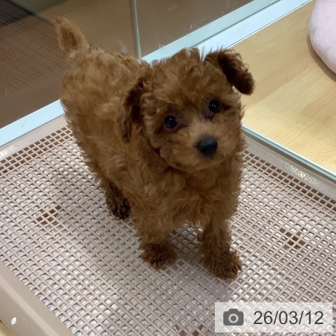 奈良県のトイプードル(トイ) (ペットプラス 大和郡山店/2025年12月27日生まれ/女の子/レッドフォーン)の子犬の3枚目の画像