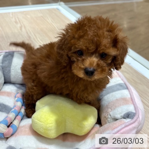 大阪府のトイプードル(トイ) (ペットプラス 堺鉄砲町店/2025年12月27日生まれ/女の子/レッドフォーン)の子犬の4枚目の画像