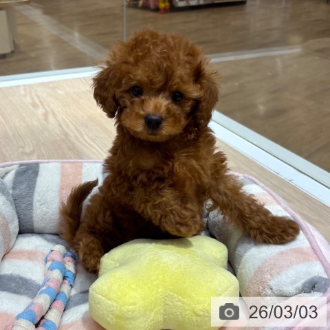 大阪府のトイプードル(トイ) (ペットプラス 堺鉄砲町店/2025年12月27日生まれ/女の子/レッドフォーン)の子犬の3枚目の画像