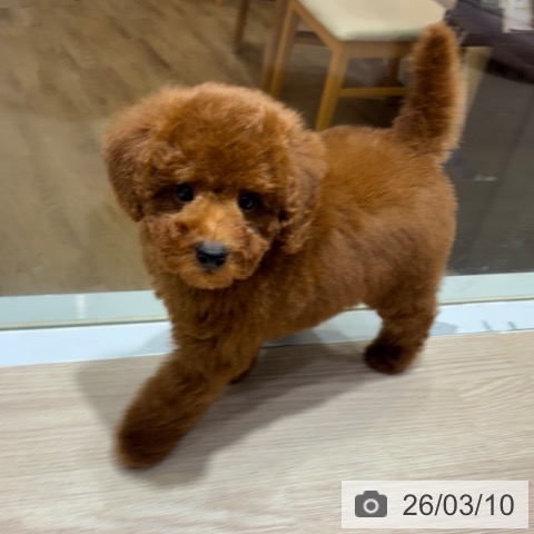 トイ・プードルの写真