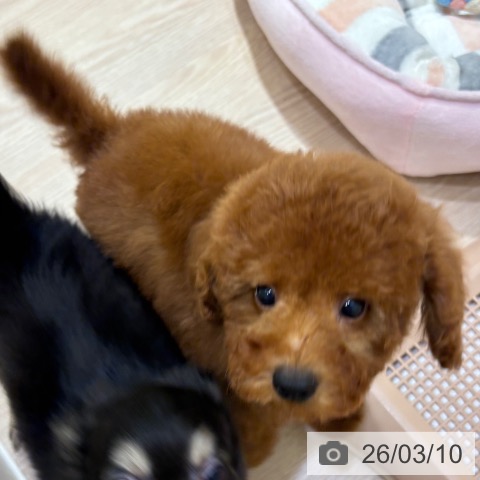 トイ・プードルの写真