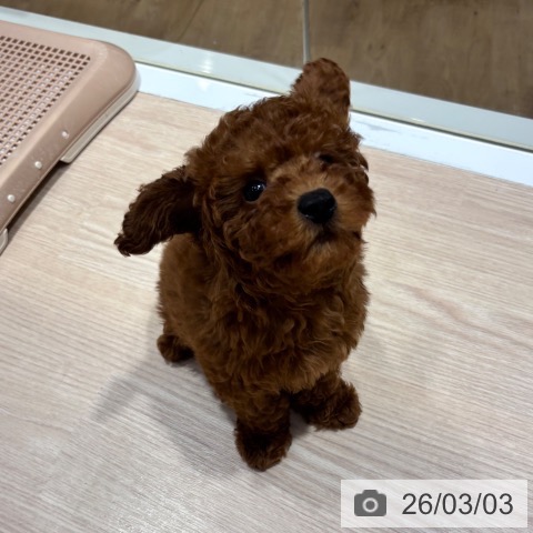 トイ・プードルの写真