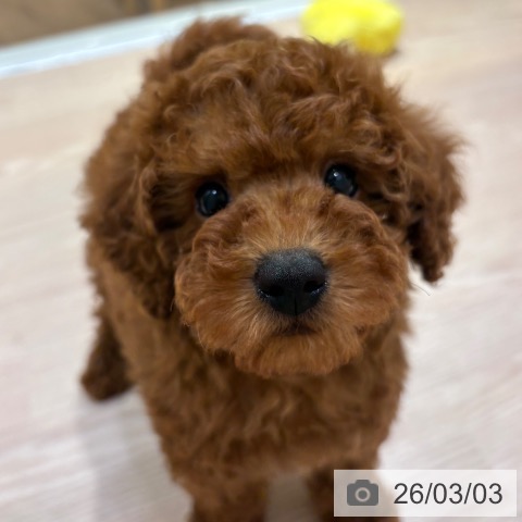 トイ・プードルの写真