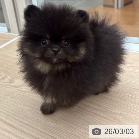 京都府のポメラニアン (ペットプラス 京都桂川店/2025年12月30日生まれ/男の子/ブラックタン)の子犬の4枚目の画像