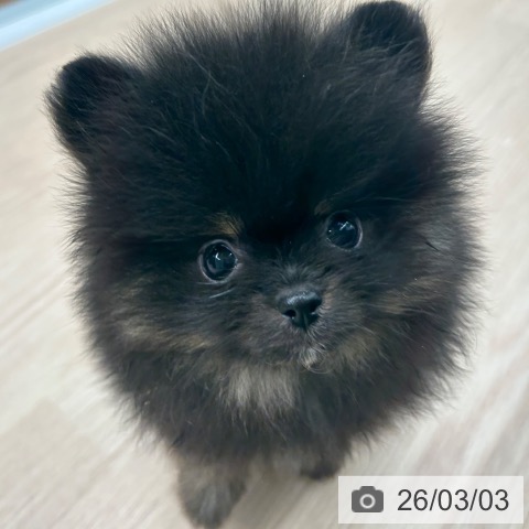 京都府のポメラニアン (ペットプラス 京都桂川店/2025年12月30日生まれ/男の子/ブラックタン)の子犬の3枚目の画像