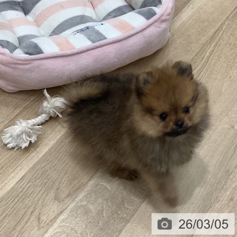 大阪府のポメラニアン (ペットプラス 鶴見店/2025年12月30日生まれ/女の子/オレンジ)の子犬の4枚目の画像