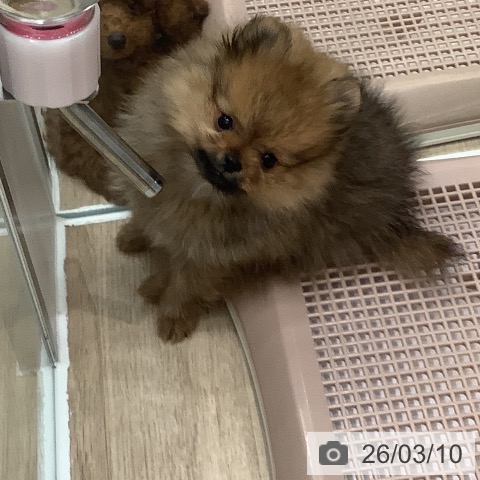 大阪府のポメラニアン (ペットプラス 鶴見店/2025年12月30日生まれ/女の子/オレンジ)の子犬の3枚目の画像