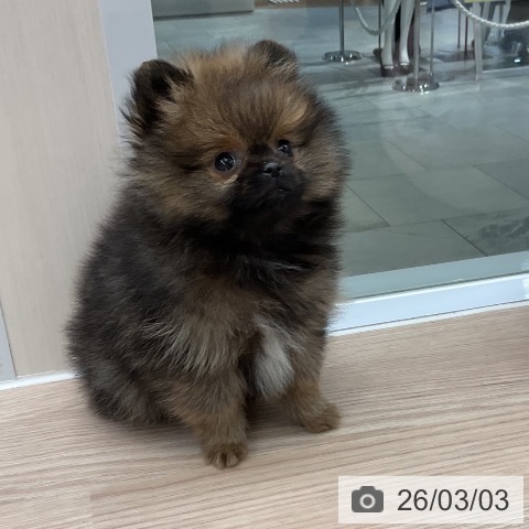ポメラニアンの写真