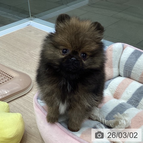 ポメラニアンの写真