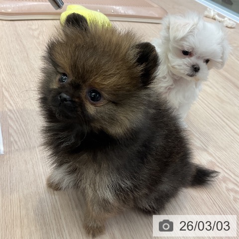 ポメラニアンの写真