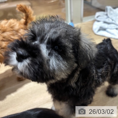 ミニチュア・シュナウザーの写真