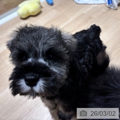 ミニチュア・シュナウザーの写真