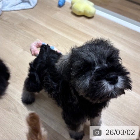 ミニチュア・シュナウザーの写真