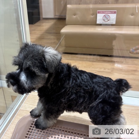 ミニチュア・シュナウザーの写真