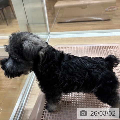 ミニチュア・シュナウザーの写真