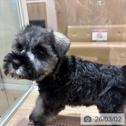 ミニチュア・シュナウザーの写真