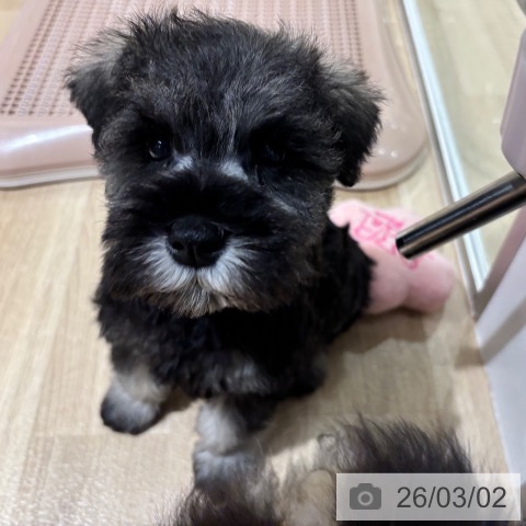 ミニチュア・シュナウザーの写真