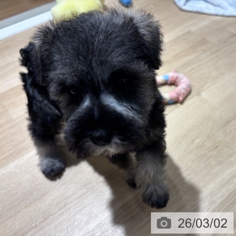 ミニチュア・シュナウザーの写真